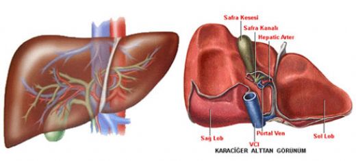 2 Derece Karaciğer Yağlanması Belirtileri ve Tedavisi